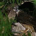 Rufous Owl female (left) and male (right) アカチャアオバズク<br />Canon EOS 6D + EF300 F2.8L III + EF1.4xII
